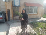 کاشت نهال در خوابگاه آموزشکده به منظور پاسداشت روز درختکاری و هفته منابع طبیعی 2